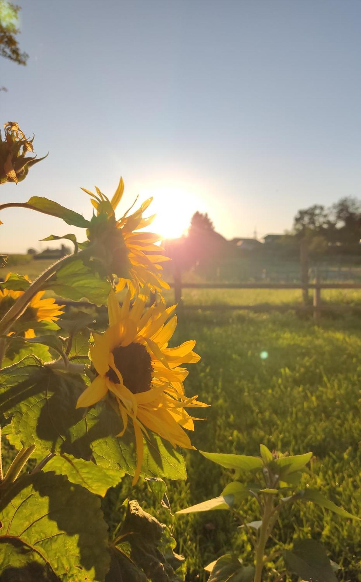 Die Sonnenblume Sankt Kanzian am Klopeiner See Eksteriør billede